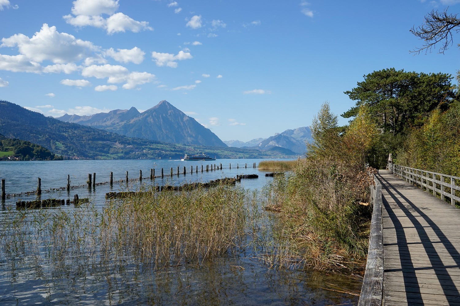 Holzstege führen durch das Naturschutzgebiet Weissenau am Thunersee. Im Blick der Niesen. Bild: Fredy Joss