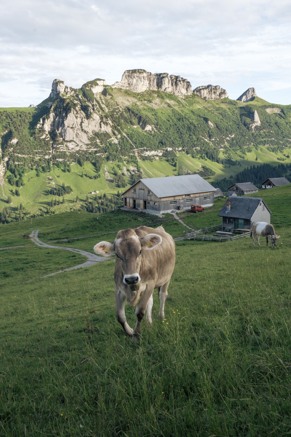 Die Alp Sigel besitzt 172 Kuhrechte. Der Alpzeit beträgt 12 Wochen. Bild: Jon Guler