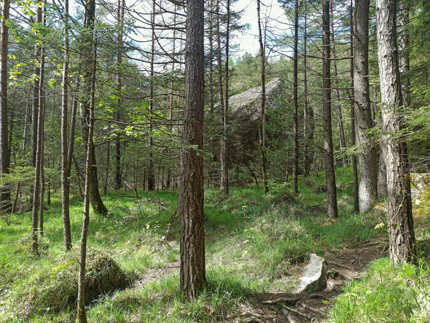 Nel cuore del bosco si si imbatte di tanto in tanto in enormi blocchi di roccia.