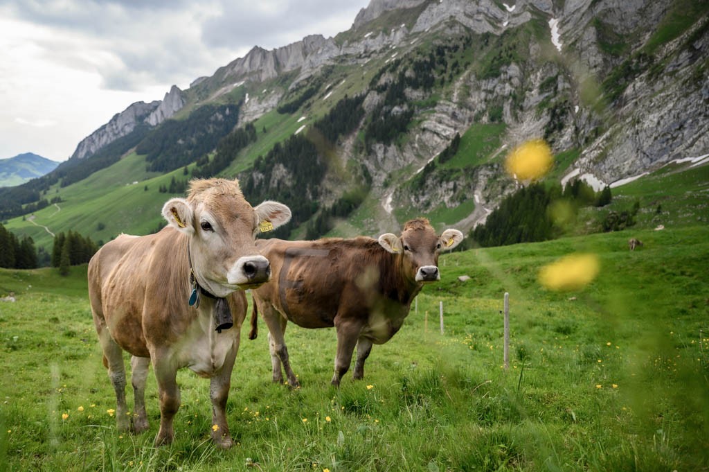 Die Anziehungskraft des Leuenfalls