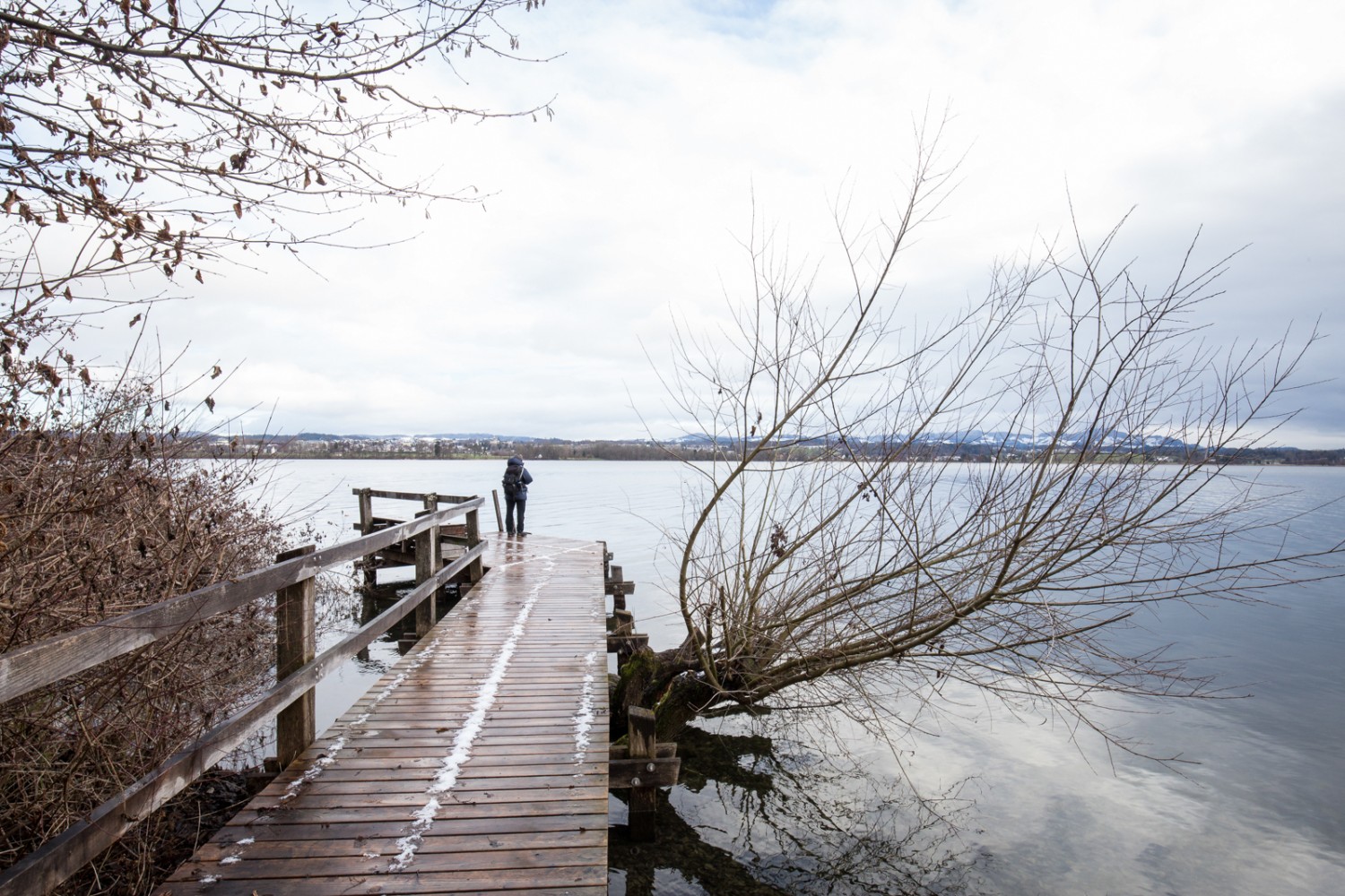 Les oiseaux migrateurs et nicheurs apprécient les rives naturelles du lac de Greifen situées entre Maur et Ried, près de Riedikon. Photo: Daniel Fleuti