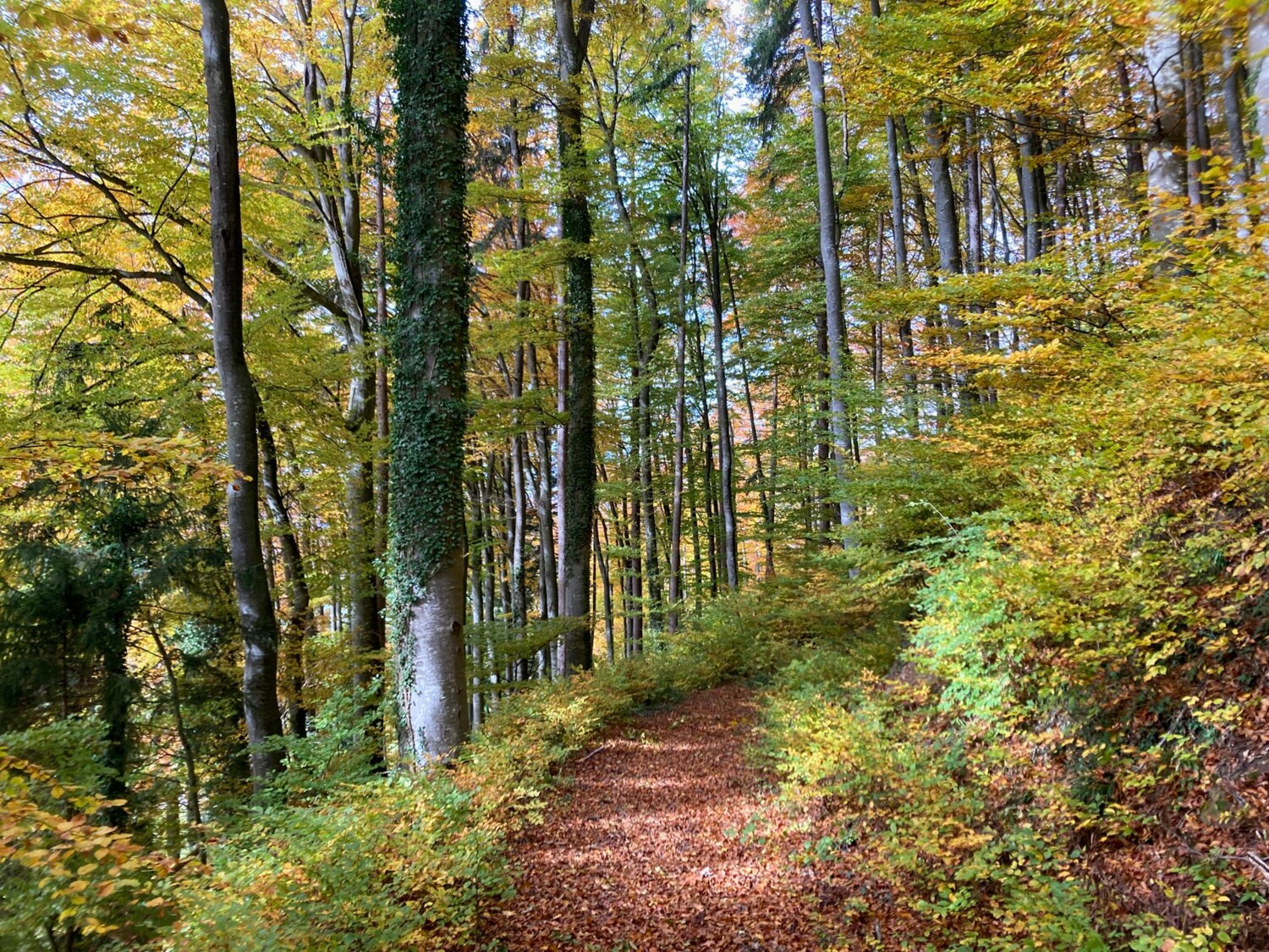 Entre Gelterfingen et Toffen