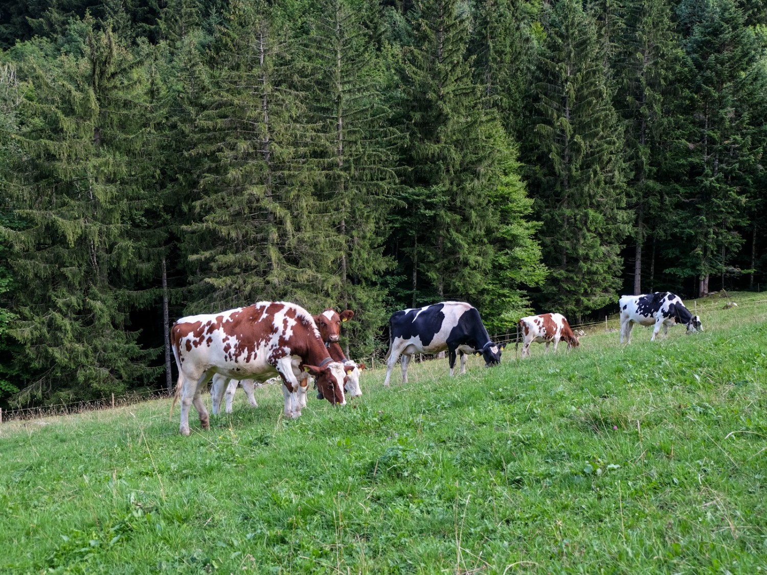 Hier sind die Kühe am Arbeiten. Bild: Elsbeth Flüeler