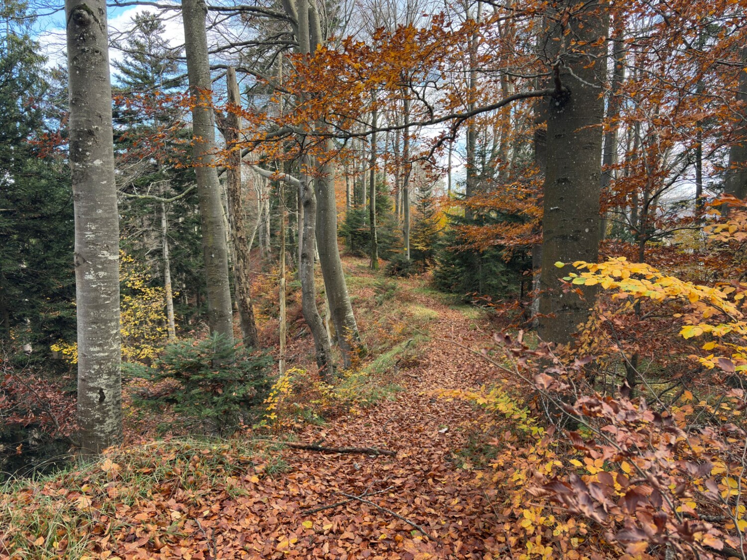 Rundherum rostrotes Leuchten dank eines herbstlichen Buchenwaldes. Unter dem Laub können sich rutschige Kalksteine verbergen – Vorsicht ist geboten.