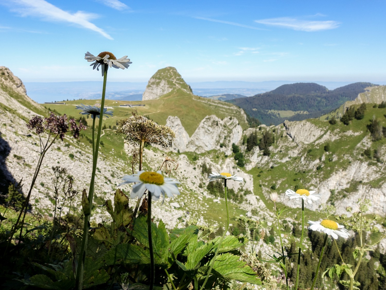 Fantastische Aussicht auf den Dent de Jaman mit Alpenblumen. Bild: Lauriane Clément