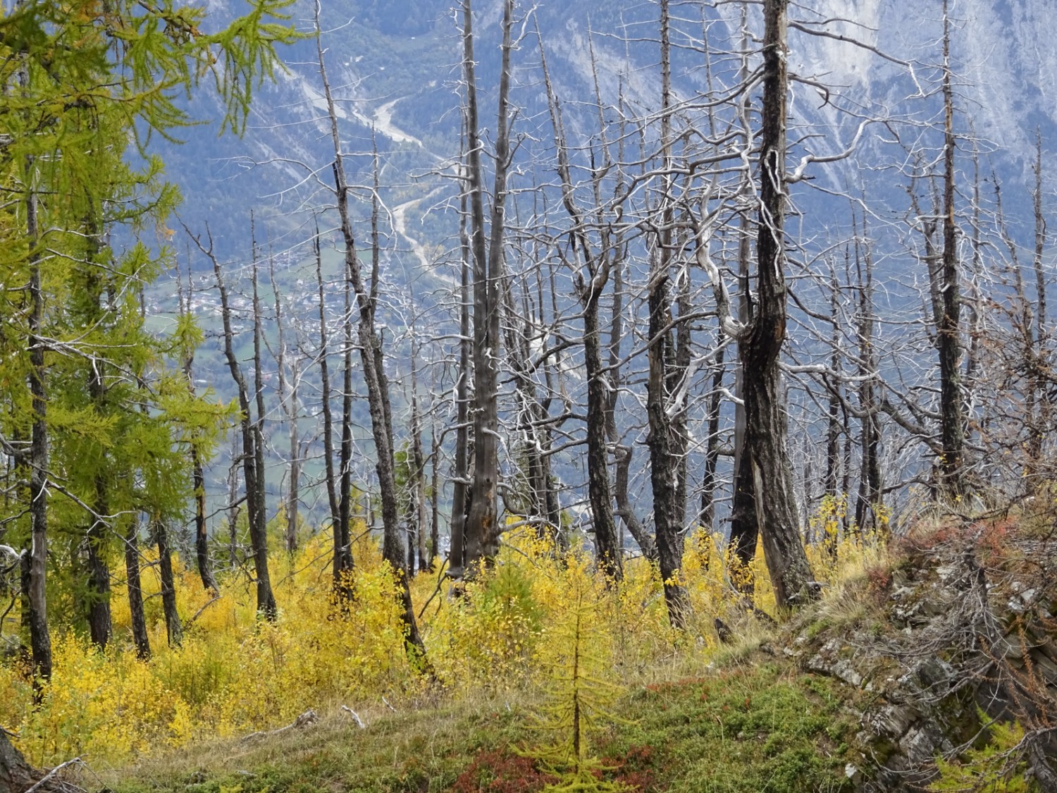 Durchs Waldbrandgebiet ob Leuk