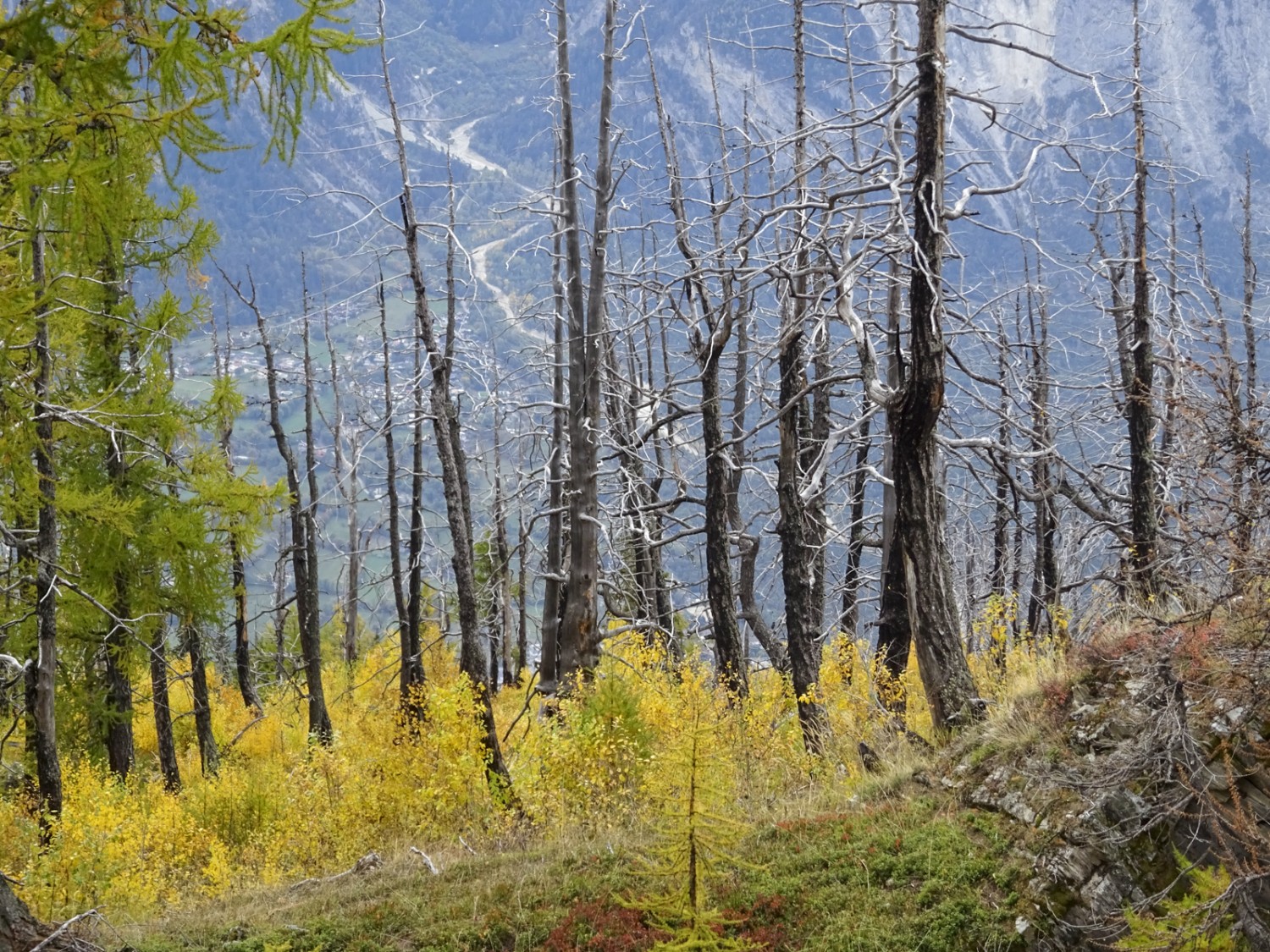 Presque à la limite de la forêt: les jeunes arbres qui repoussent sont encore petits 20 ans plus tard. Photo: Sabine Joss