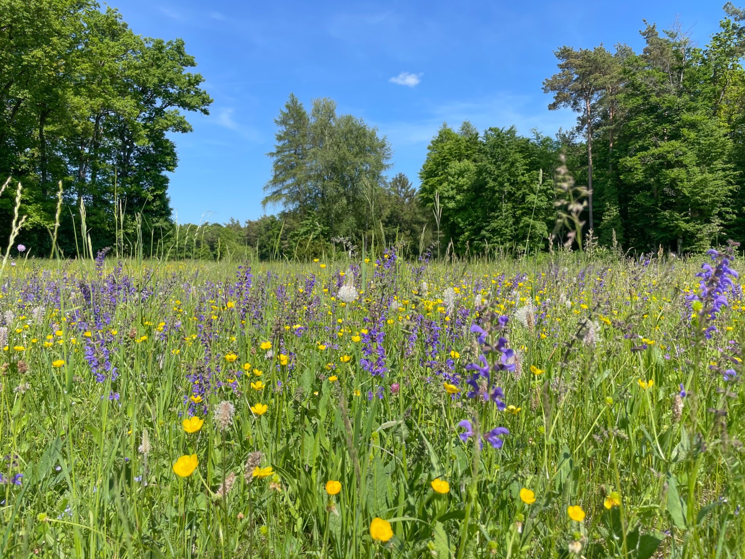 Di tanto in tanto ci si imbatte in rigogliose distese fiorite. Foto: Vera In-Albon