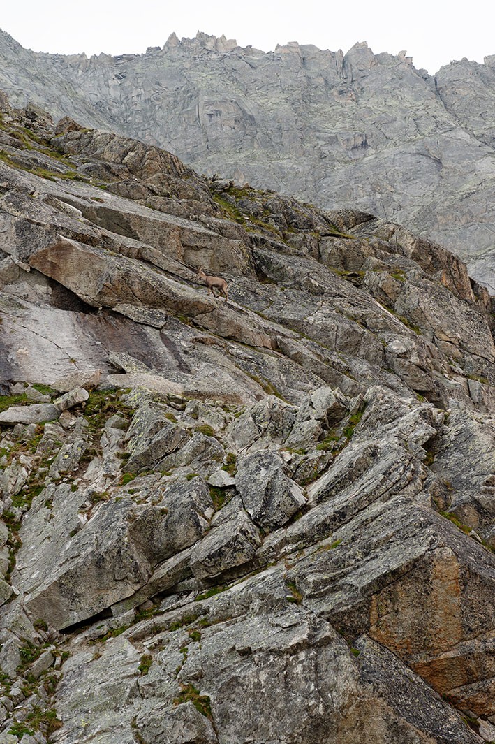 Gut getarnter Besuch nahe der Hütte. Bild: Raja Läubli