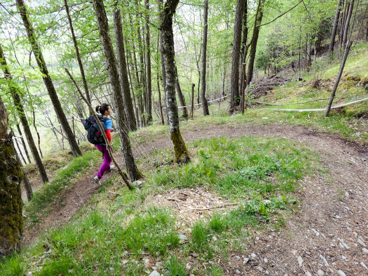Ripido, ma facilmente percorribile: il sentiero serpeggia nel bosco verso Unterems. Foto: Ulrike Marx