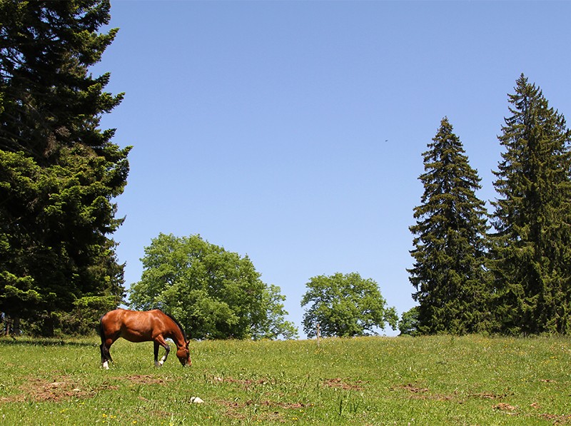 Weiden mit Pferden, mächtigen Tannen und farbigen Blüten bietet die Wanderung. Bilder: Manuela Gianella