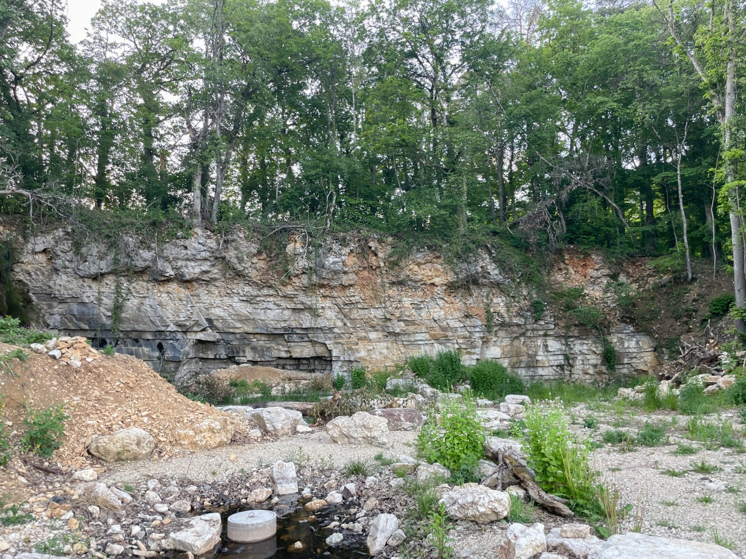 Un biotope a été créé pour le crapaud accoucheur, une espèce menacée, près de l’ancienne carrière de calcaire aux abords de Lohn. Photo: Vera In-Albon