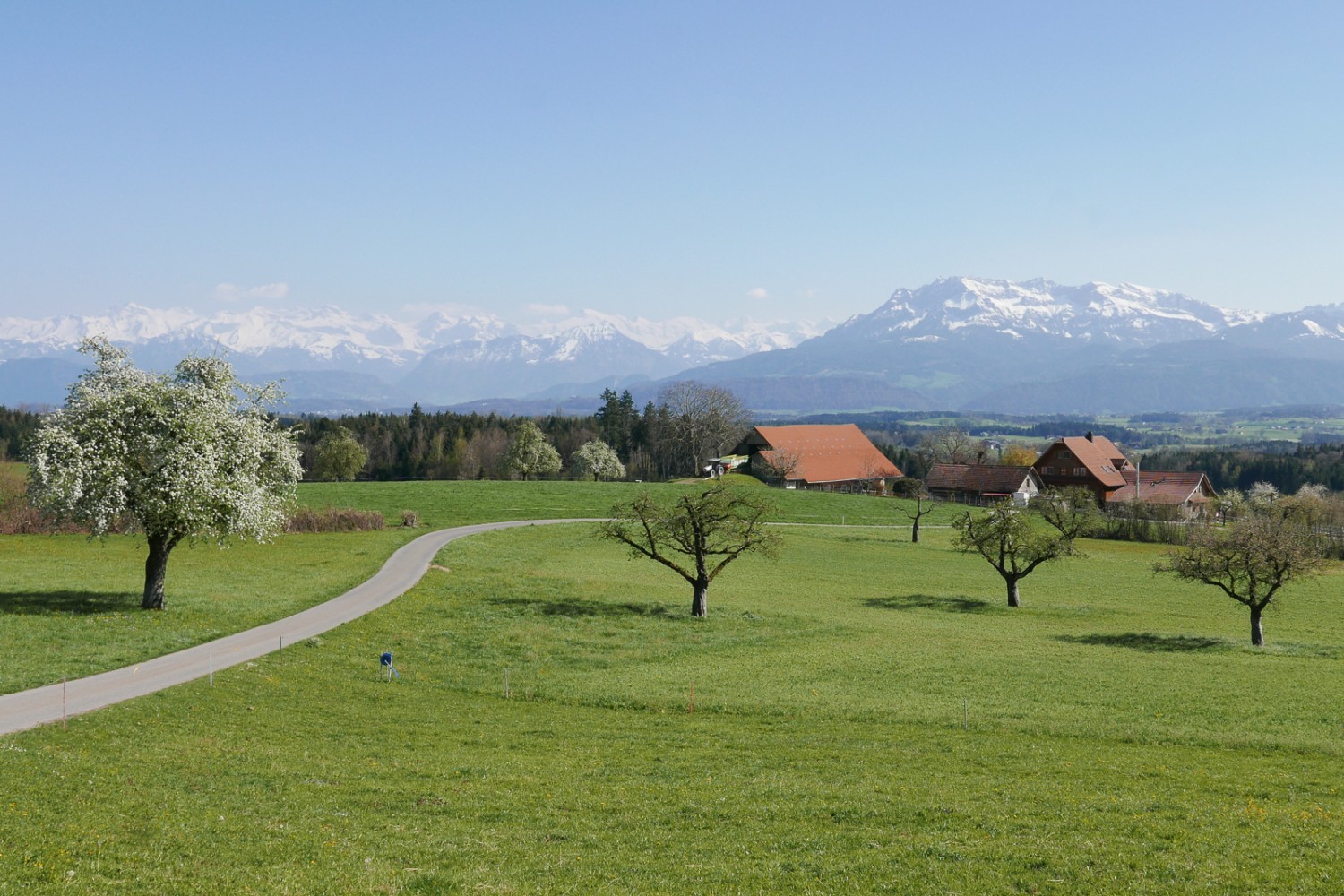 Alberi da frutto in fiore e panorama sulle Alpi dopo il campo da golf di Hildisrieden nel Gormundermoos. Foto: Susanne Frauenfelder