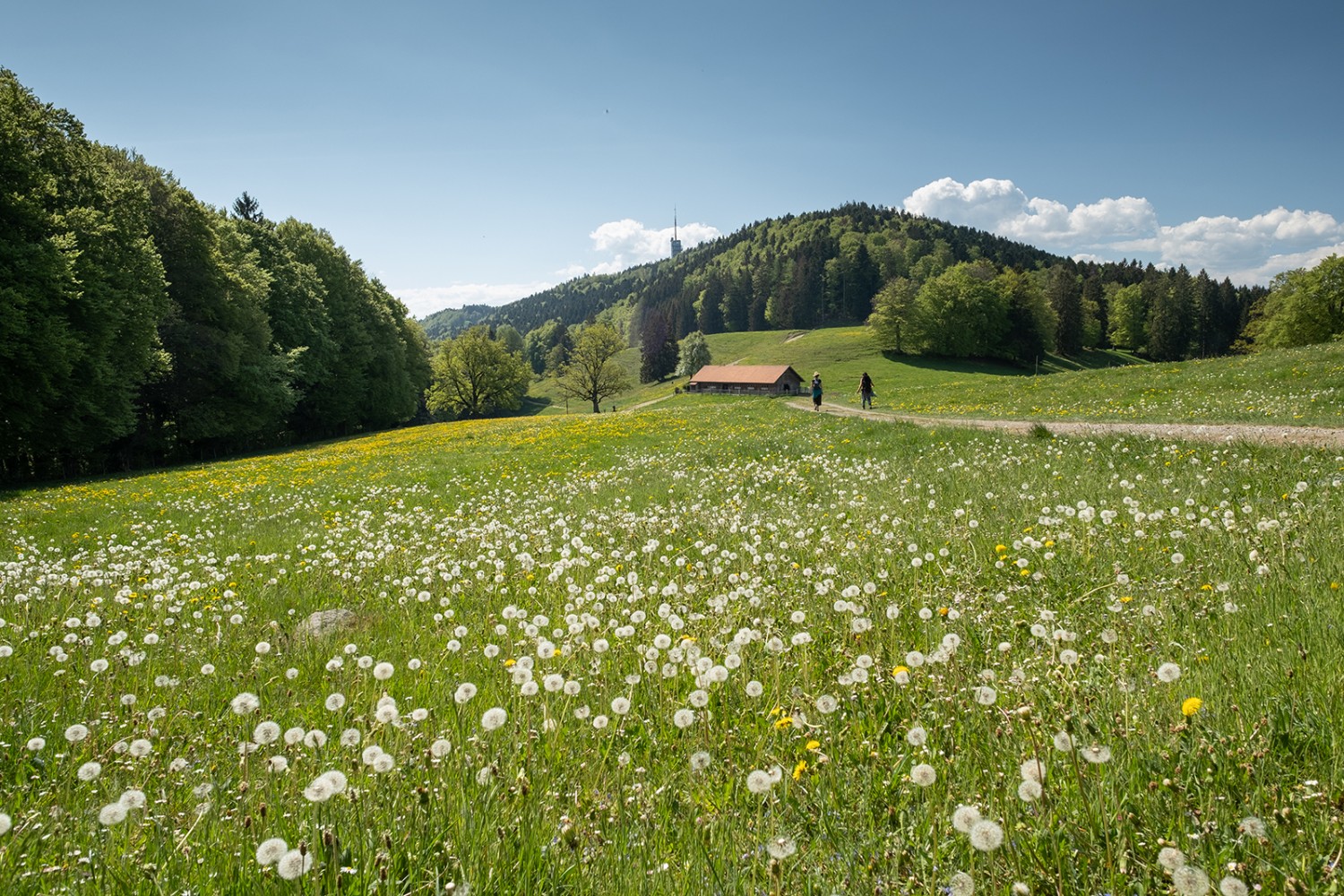 Primavera allo stato puro; i tarassici in fiore e quelli sfioriti colorano i prati di giallo e di bianco. Foto: Markus Ruff