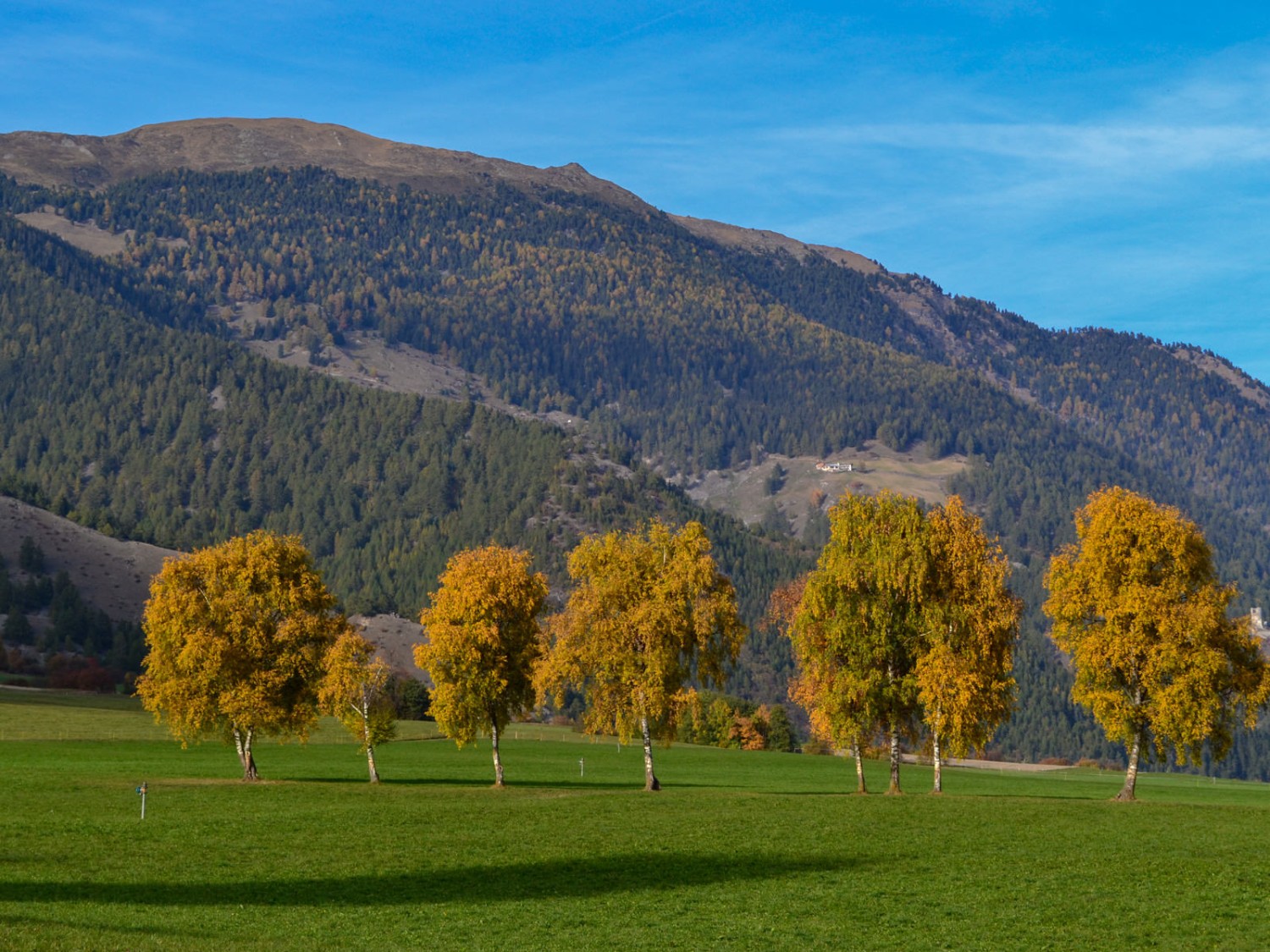 Betulle autunnali colorate a Müstair. Immagine: Sabine Joss