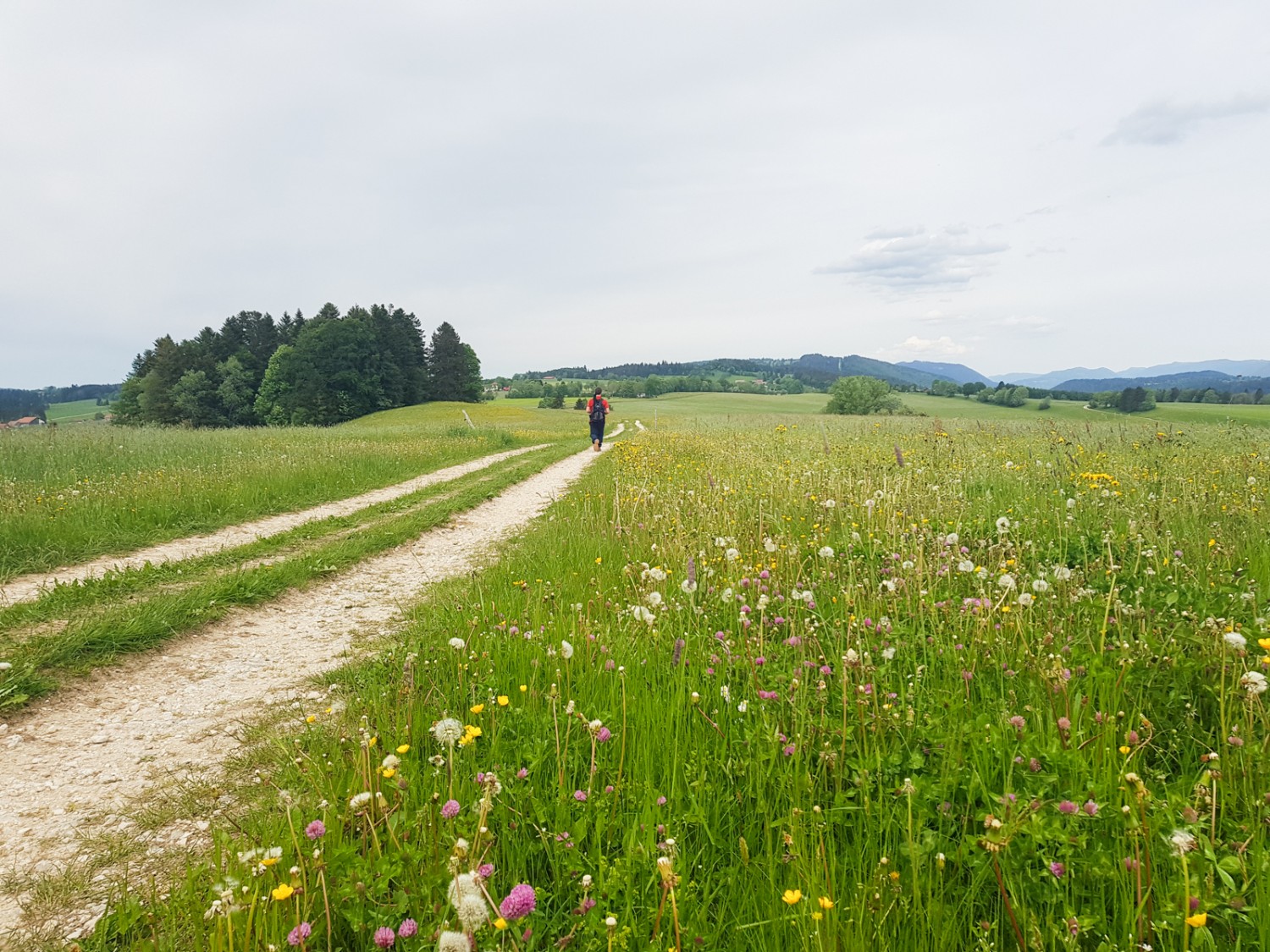 Prati fioriti, primavera pura.