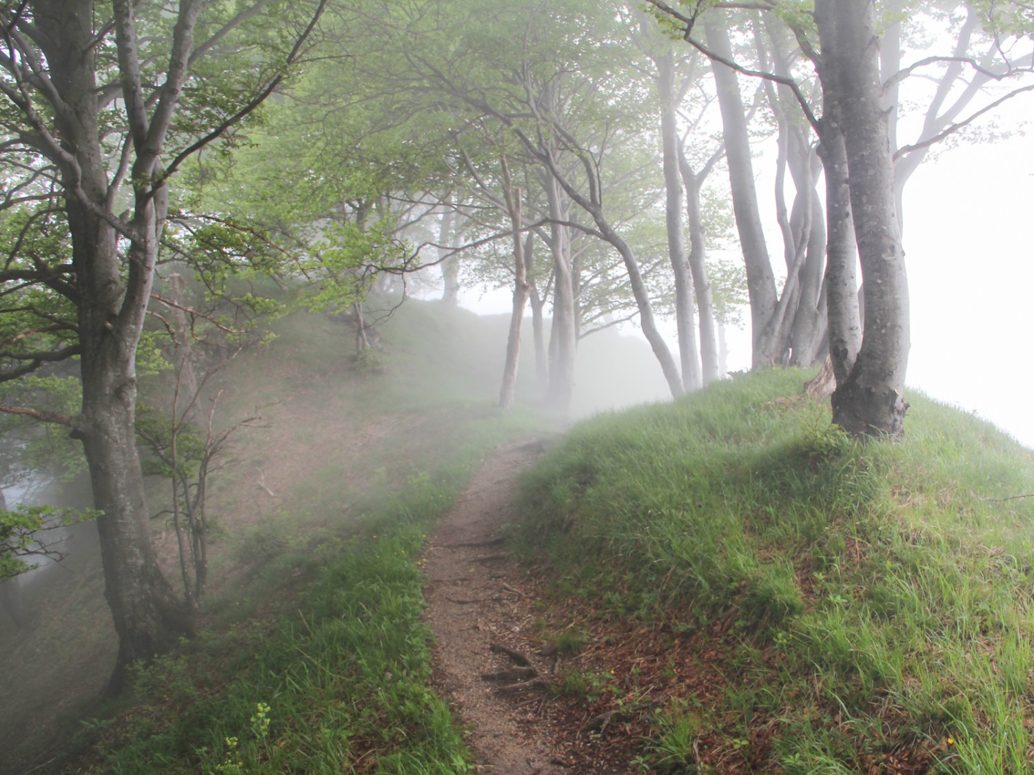Il sentiero attraversa prima un boschetto di betulle e un bosco di faggi nodosi e deformi. Foto: Andreas Sommer