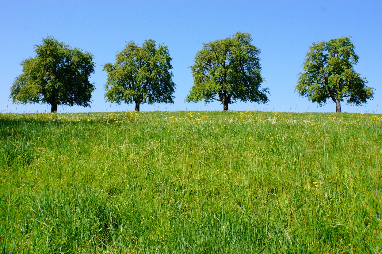 Alberi da frutta in fiore, pura primavera.