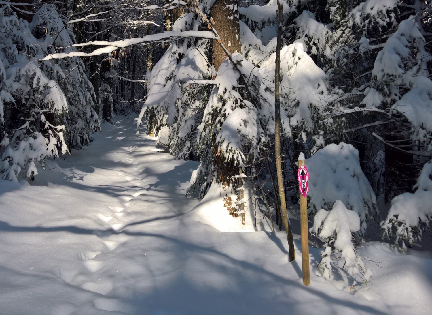 Der Schneeschuhtrail liegt oft im Wald... Bild: Andreas Staeger