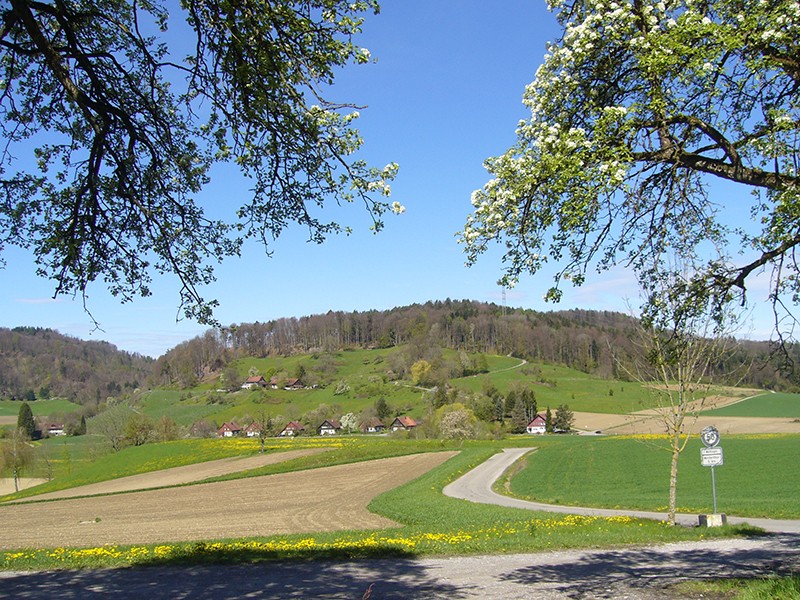 Sanfte Hügel und blühende Wiesen bei Winterthur laden zum Wandern ein. Bild: Werner Nef