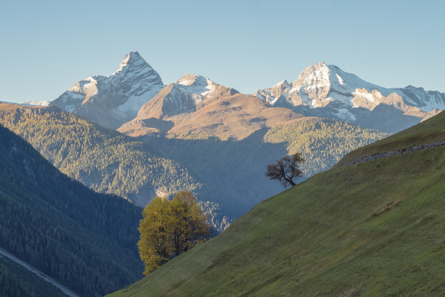 Morgenlicht in Wiesen. Hinten Tinzenhorn, Piz Cuolmet und Piz Mitgel.