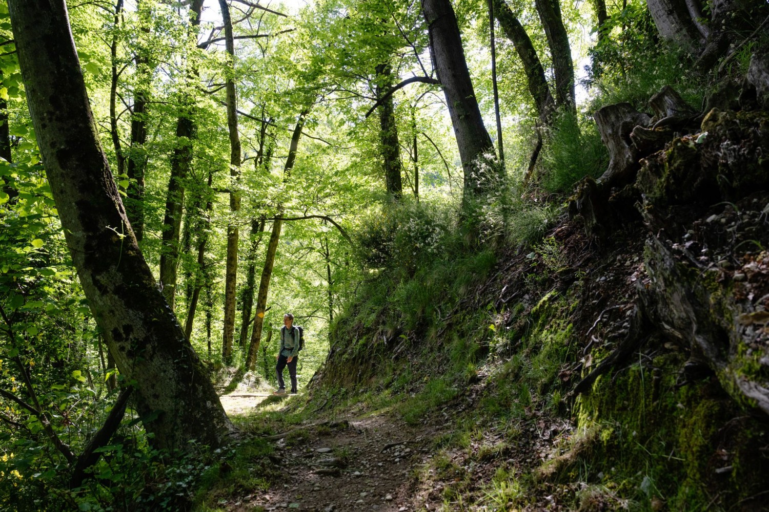 Durch Wälder geht es weiter nach Miglieglia.