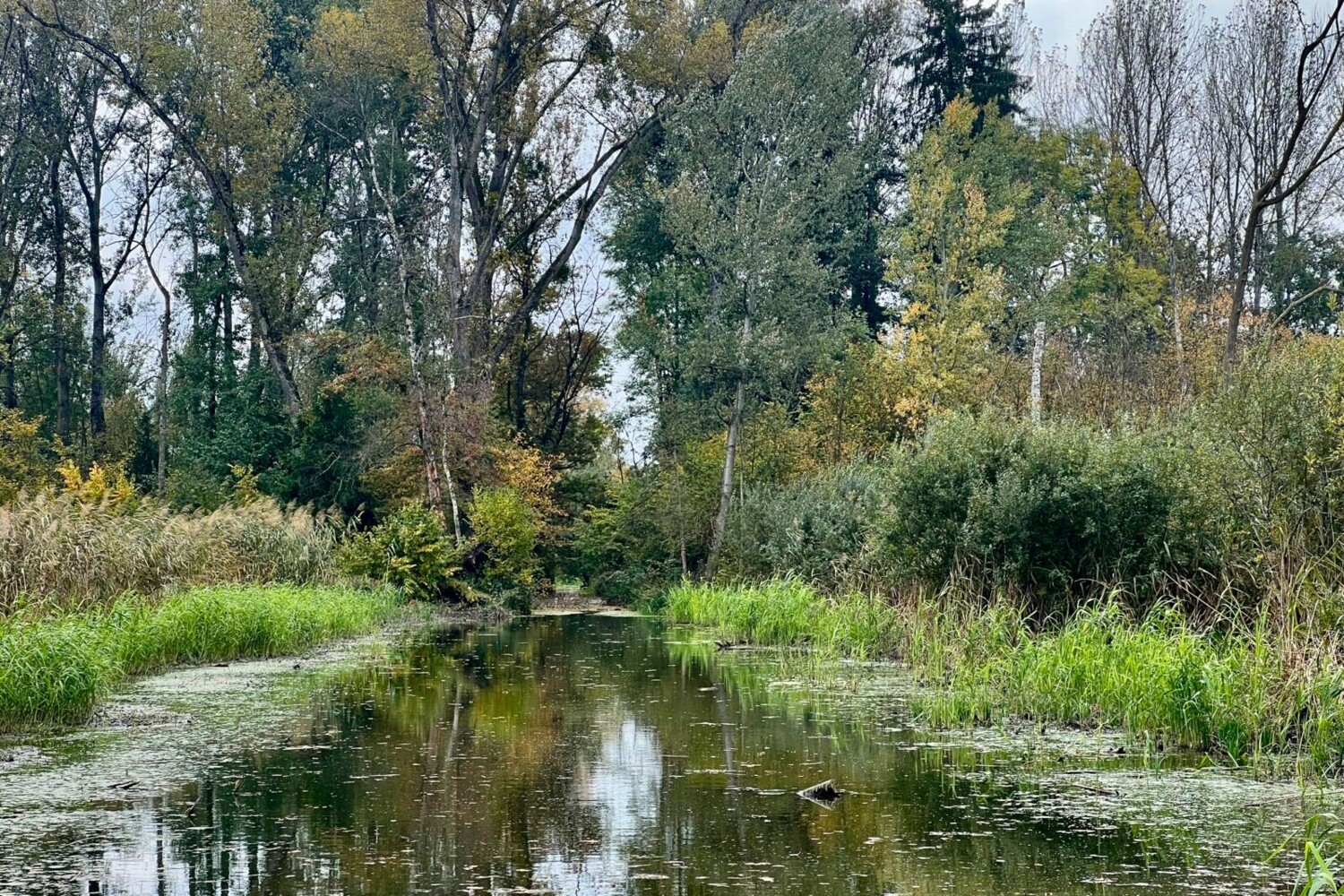 Die Wasserflächen des Naturzentrums sind Lebensraum zahlreicher Tierarten.