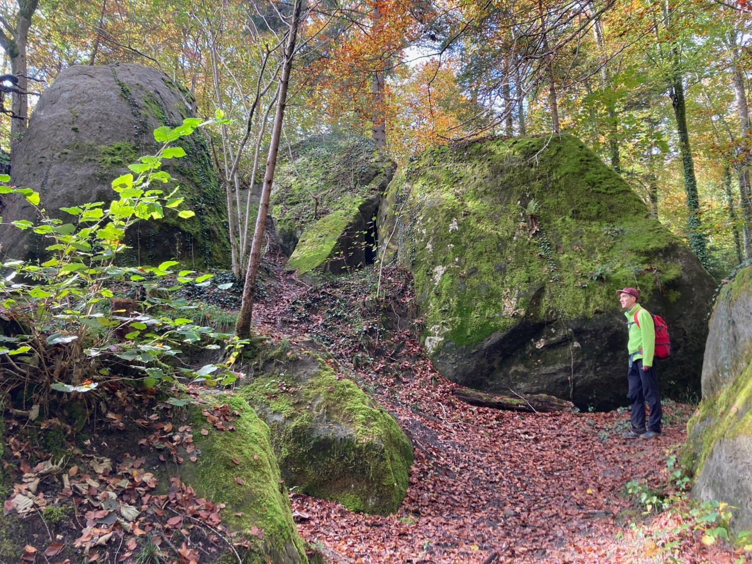 Dans le Bois de la Chenaula