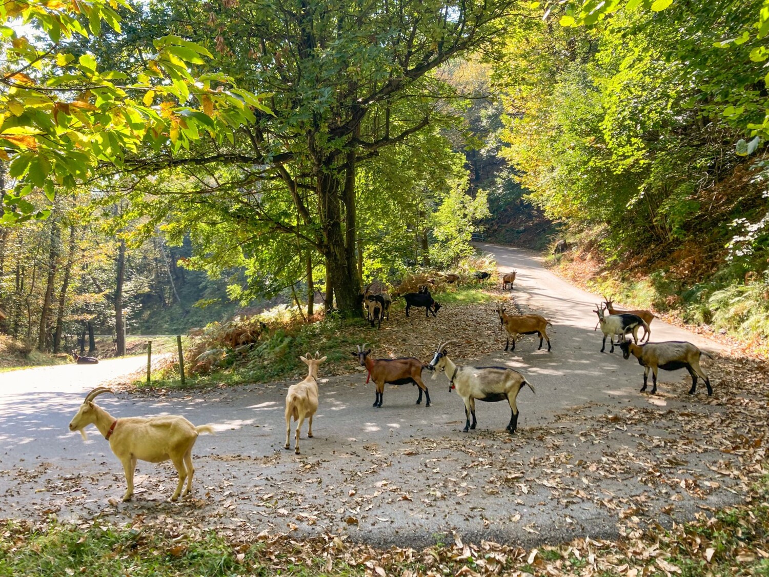 Il arrive que l’on voie des chèvres sur le chemin.