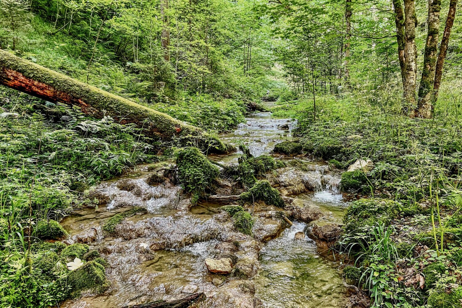 Ein Grossteil der Wanderung führt durch den regionalen Naturpark Doubs.