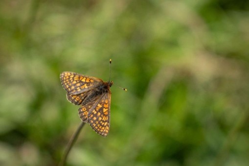 Insektenwanderung_Buchli_Fotografie_-120507_