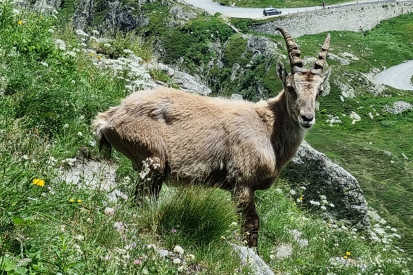 Il San Gottardo non da sotto, ma da sopra