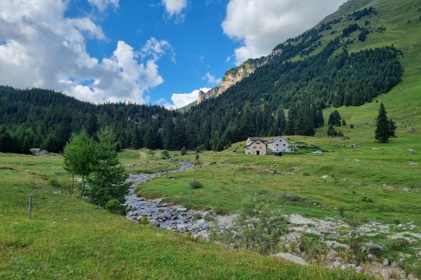 Alpeggi in fiore e torbiere alte sul Lucomagno