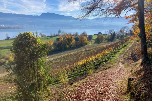 Du joli lac de «glace morte» au lac de Zurich