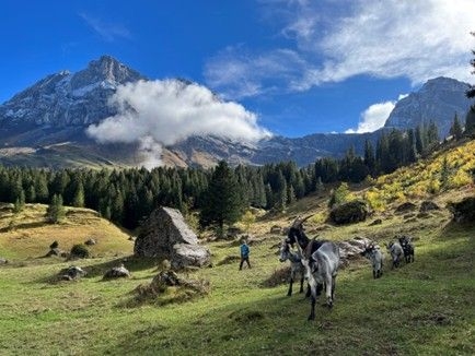 Erlebniswanderung im Isenthal - unterwegs mit Ziegen