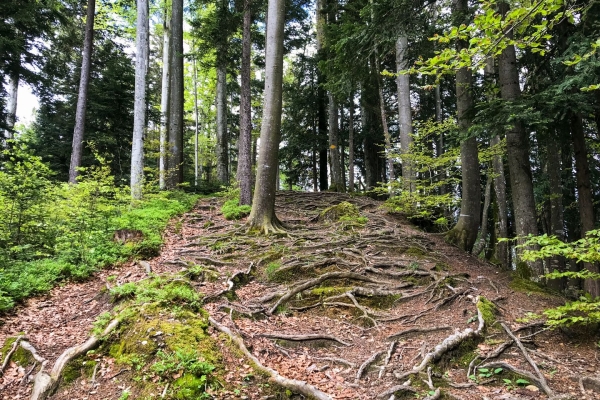 Vom Ägerisee hinauf zu den Hochmooren