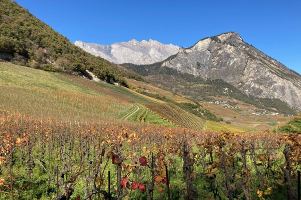 Des vignes et un pont suspendu