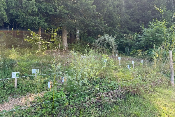 Sentier découverte de l’abeille mellifère, insecte forestier