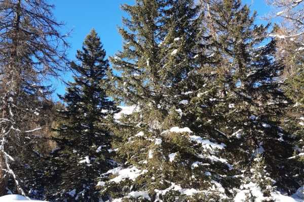 Seconda data - Primi passi con le racchette da neve