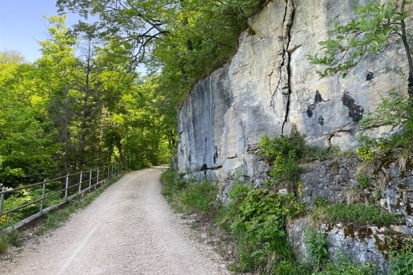 Cerisiers en fleurs près de Gempen