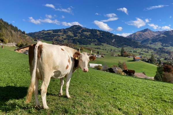 Höhenwanderung im Saanenland