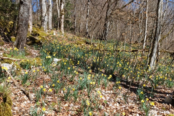 Frühlingszauber bei Les Prés-d'Orvin