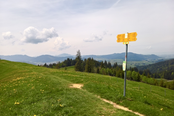 Pascoli fra il lago di Sihl e il lago di Zurigo