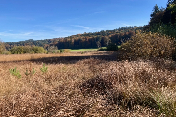 Forêts colorées et roches de molasse
