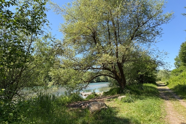 Sonnige Uferwanderung entlang der Reuss