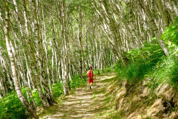 Kastanienselven und ein Grat im Malcantone