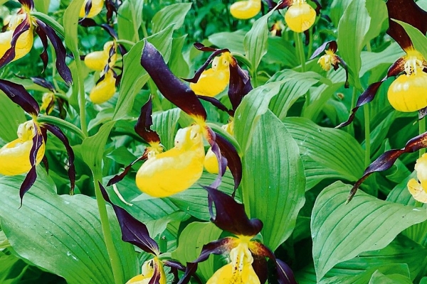 Zu den Frauenschüeli im Jomerteich