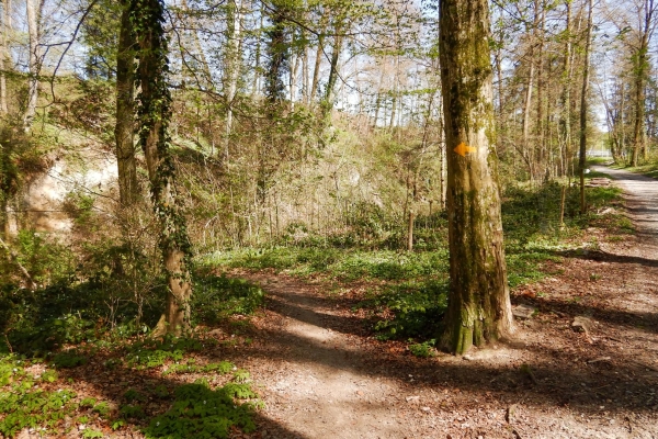 Am Ufer der naturbelassenen Reuss