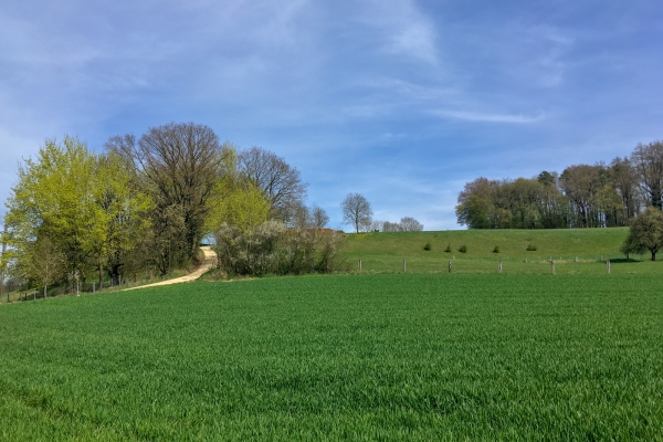 Wandern mit Weitsicht hoch über dem Rhein