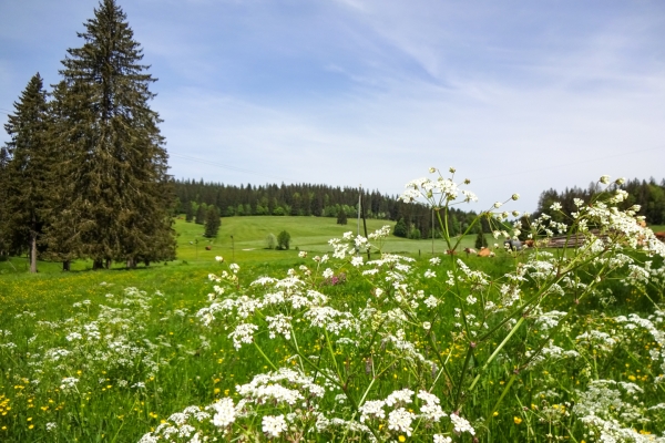 Entlang der Absinth-Strasse im Val de Travers